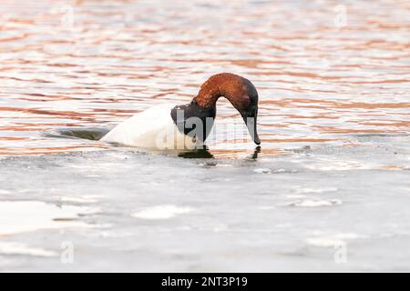 Eine Canvasback-Ente, die im Winter am Rand eines eisigen Sees taucht. Stockfoto