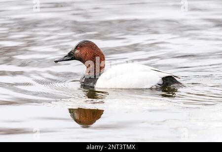 Das Nahtprofil einer Canvasback-Ente drake (Aythya valisineria), die im Winter in einem See schwimmt. Stockfoto