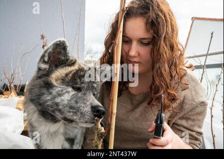 Akita inu Hund mit grauem Fell riecht an einer Rebpflanze, während seine Frau mit braunem Lockenhaar versucht, sie mit einer Gartenschere während des Spri zu schneiden Stockfoto