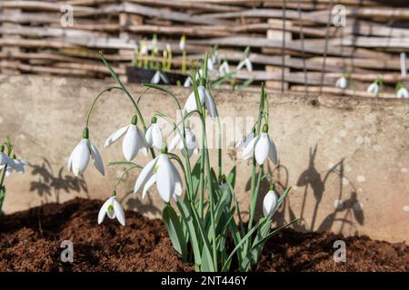 Nahaufnahme des großen Schneefelds (galanthus elwesii) Fliegenfischen Blumen in Blüte Stockfoto