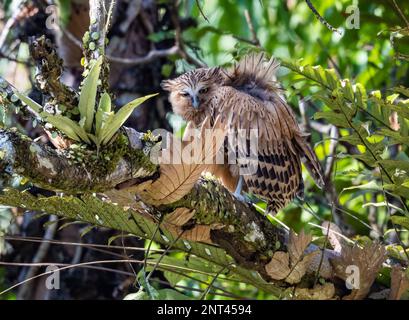 Eine Buffy Fish-Owl (Ketupa Ketupu) auf einem Baum. Thailand. Stockfoto