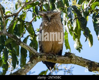 Eine Buffy Fish-Owl (Ketupa Ketupu) auf einem Baum. Thailand. Stockfoto