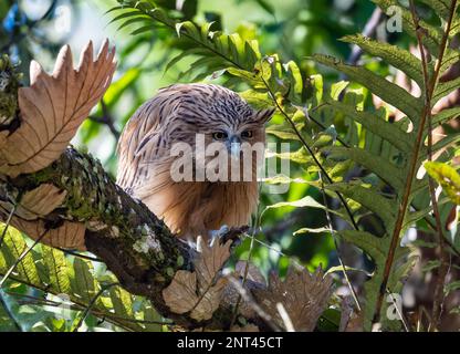 Eine Buffy Fish-Owl (Ketupa Ketupu) auf einem Baum. Thailand. Stockfoto