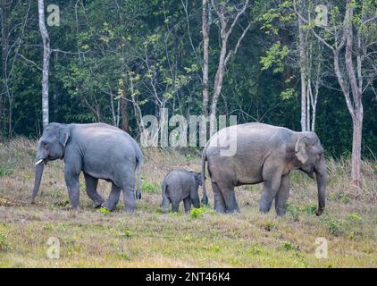 Eine Herde asiatischer Elefanten (Elephas maximus) mit jungen Tieren. Thailand. Stockfoto