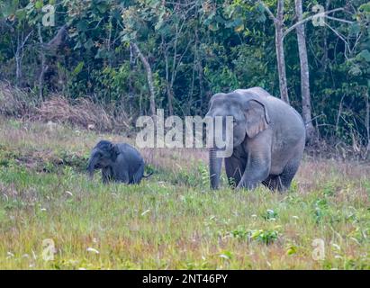 Mutter und Baby asiatische Elefanten (Elephas maximus). Thailand. Stockfoto