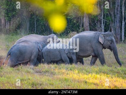 Eine Herde asiatischer Elefanten (Elephas maximus) mit jungen Tieren. Thailand. Stockfoto