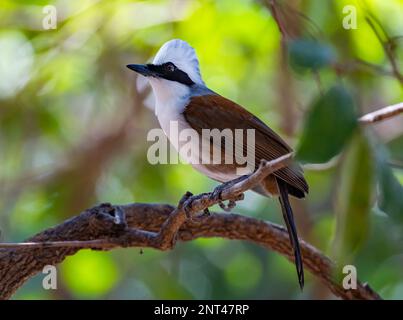 Ein Weißschaufel-Laughingthrush (Garrulax-Leukolophus), hoch oben auf einem Ast. Thailand. Stockfoto