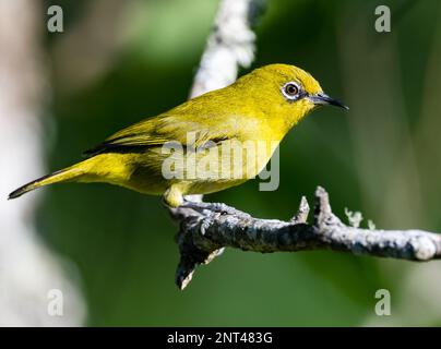 Ein gelber Bäuchenkörper aus indischem Weißauge (Zosterops palpebrosus siamensis), hoch oben auf einem Ast. Thailand. Stockfoto