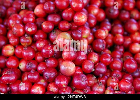Vollformat-Nahaufnahme von Cattley Guavas zum Verkauf an einem Marktstand. Stockfoto