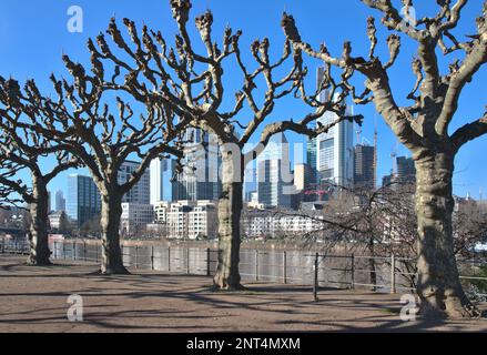 Beschnittene Ebenbäume am Ufer des Main mit der Skyline der Stadt im Hintergrund. Stockfoto