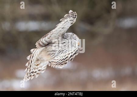 Eulenportrait im Winter, euleneule im Winterwald. Strix uralensis. Winterszene mit einer uraleule. Wildlife-Szene aus der Natur. Stockfoto