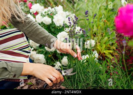 Lavendelblumen im Sommergarten schneiden. Schneiden von Lavendelbüschen mit Gartenscheren. Eine Frau, die Kräuter erntet Stockfoto