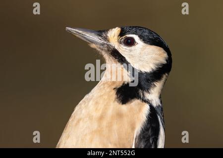 Großaufnahme des weiblichen Woodpeckers mit großem Punktmuster Stockfoto