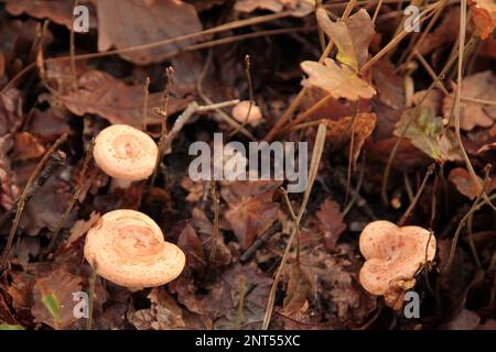 Gruppe von Wolly-Milchkappen (Lactarius torminosus), die im Wald wachsen. Stockfoto