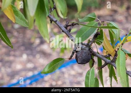 Blick auf einen Mandelzweig auf dem Land. Bild des Laubs und der jungen Früchte, die auf dem Baum getrocknet sind Stockfoto