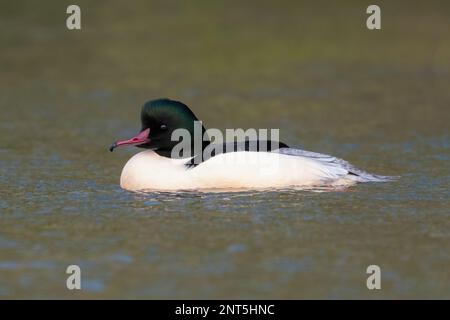 Männlicher Stachelschleifer oder gemeiner Merganser (Mergus merganser), der auf einem See schwimmt Stockfoto