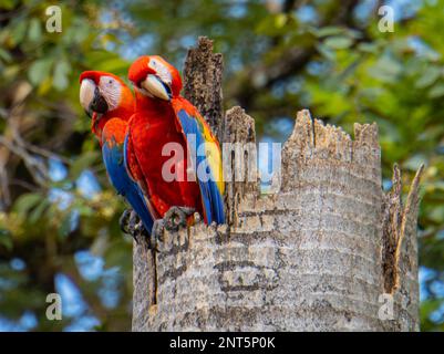 Ein Paar scharlachrote Macaws in ihrem Nest in einem Baumstumpf Stockfoto