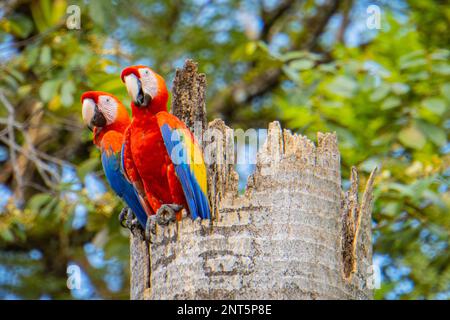 Ein Paar scharlachrote Macaws in ihrem Nest in einem Baumstumpf Stockfoto