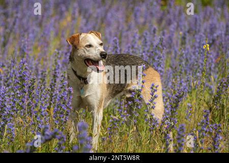 Ein neuseeländischer Huntaway-Schäferhund steht auf einer wilden Blumenwiese Stockfoto