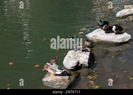 San Antonio Stockfoto