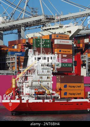 Großes rosa Containerschiff vom japanischen ONE Ocean Network Express mit einem kleinen Containerschiff daneben im Hafen von Rotterdam, Niederlande Stockfoto