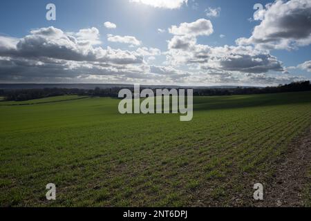 Frühe Gerste- und Weizenanbau mit Wolken, die sich bei gutem Wetter schnell über die Landschaft blähen, wolkiger blauer Himmel und rasende Schatten auf den Feldern darunter erzeugen Stockfoto