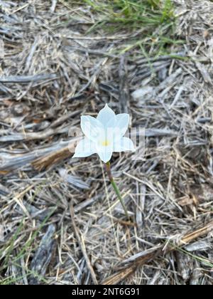 Eine Texas Prarie Rain Lilly blüht nach einer Frühlingsdusche im Hill Country. Stockfoto