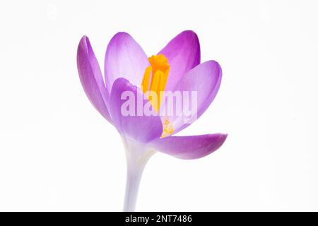 Nahaufnahme eines Crocus tommasinianus vor weißem Hintergrund Stockfoto