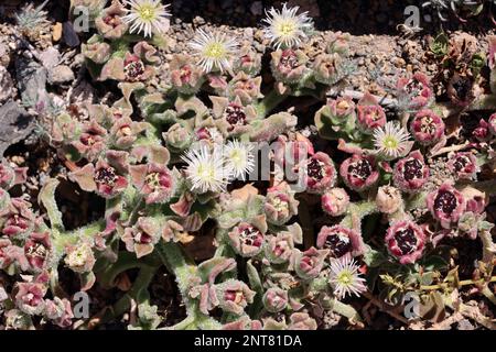 Eiskraut Mesembryanthemum crystallinum, Gran Canaria, Spanien, San Agustin Stockfoto