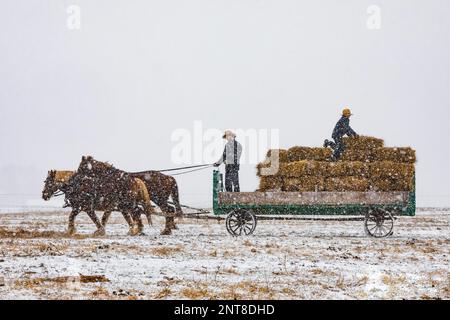 Amish-Bauern füttern Pferde bei einem Schneesturm in Zentral-Michigan, USA [Keine Eigentumsfreigabe; nur redaktionelle Lizenzierung] Stockfoto