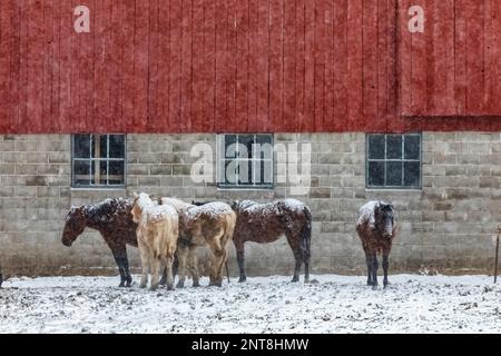 Amish-Pferde in einem Schneesturm vor einer Scheune auf einer Nebenstraße in Central Michigan, USA [Keine Veröffentlichung von Eigentum; nur redaktionelle Lizenzierung] Stockfoto