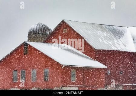 Amish-Scheune im Schneesturm auf einer Nebenstraße im Zentrum von Michigan, USA [Keine Immobilienfreigabe; nur redaktionelle Lizenzierung] Stockfoto