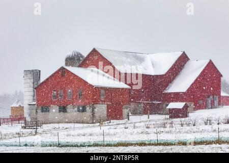 Amish-Scheune im Schneesturm auf einer Nebenstraße im Zentrum von Michigan, USA [Keine Immobilienfreigabe; nur redaktionelle Lizenzierung] Stockfoto