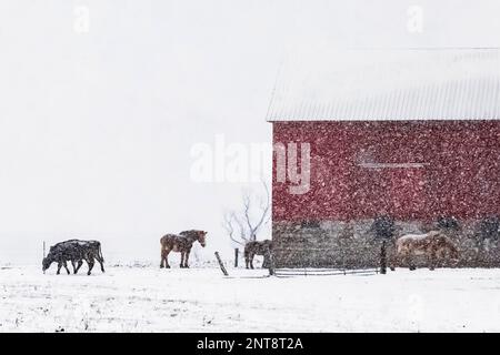 Scheune und Vieh der Amish in Schneesturm auf einer Nebenstraße in Central Michigan, USA [Keine Freigabe von Eigentum; nur redaktionelle Lizenzierung] Stockfoto