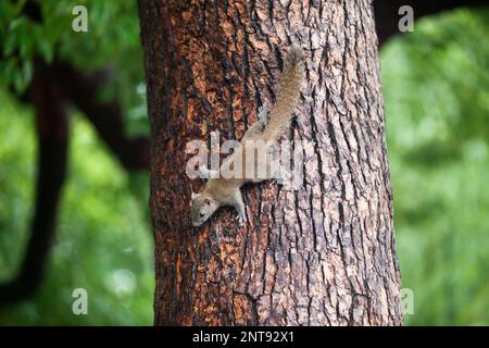 Nahaufnahme eines grauen Eichhörnchens, das auf einen Baum klettert. Stockfoto