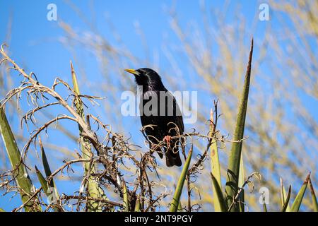 European Starling oder Sturnus vulgaris, die auf der Uferfarm in Arizona in einer Yucca sitzen. Stockfoto