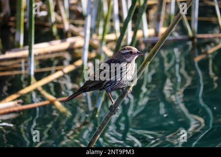 Weiblicher Rotflügelschwarm Agelaius phoeniceus, der auf einem Schilf auf der Uferfarm in Arizona sitzt. Stockfoto