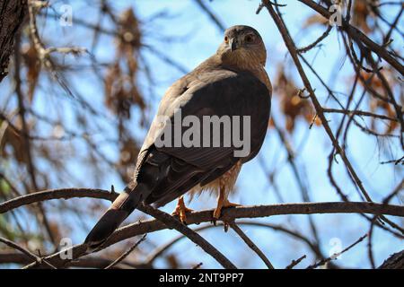 Cooper's Falke oder Accipiter Cooperii, die auf der Uferfarm in Arizona in einem Baum sitzen. Stockfoto