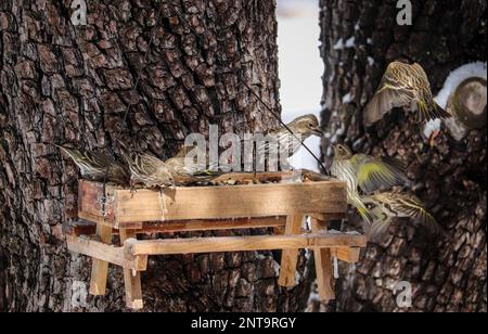 Eine Schar von Pinienzeisinen oder Carduelis pinus, die in einem Hof in Payson, Arizona, an einer Saatgutzuführung fressen. Stockfoto