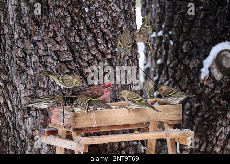 Eine Schar von Pinienzeisinen oder Carduelis pinus und ein cassin's Finch, der in einem Hof in Payson, Arizona, an einer Saatgutzuführung ernährt wird. Stockfoto