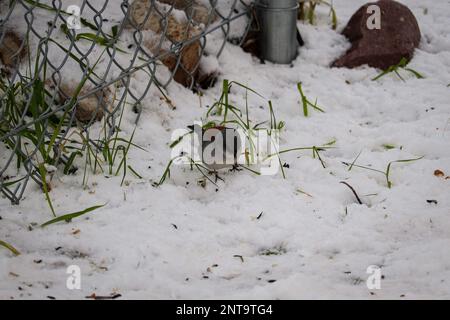 Dunkeläugige junco oder Junco Hyemalis stehen im Schnee in einem Hof in Payson, Arizona. Stockfoto