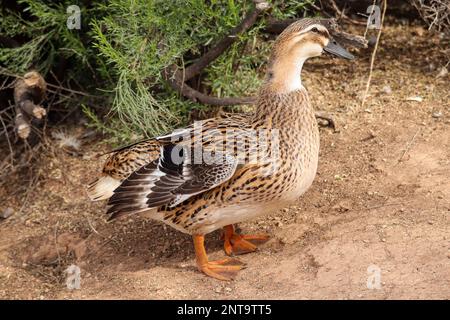 Weibliche Stockenten oder Anas platyrhynchos mit ein paar weißen Flecken auf der Uferranch in Arizona. Stockfoto