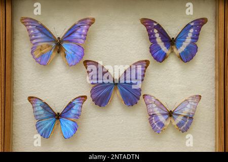 Schaukasten mit einer Sammlung wunderschöner exotischer Morpho-Schmetterlinge Stockfoto
