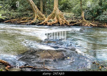 Schönes Landschaftsfoto, kleiner Wasserfall im Wald, Vordergrund ist stark mit kleinen Pflanzen, Mittelgrund ist ein Wasserfall wie ein Fluss. Stockfoto