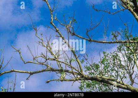 Alte Baumzweige und das reflektierende Naturfoto des Himmels Stockfoto