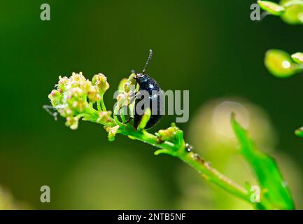 Käfer, in der Wildnis gefangen Stockfoto