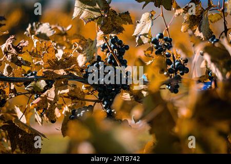 Die Weinreben im Herbst haben sich mit der Nahaufnahme der Trauben und den Blättern in Herbstfarben verwandelt Stockfoto