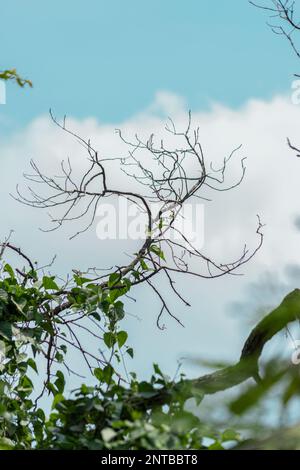 Alte Baumzweige und das reflektierende Naturfoto des Himmels Stockfoto