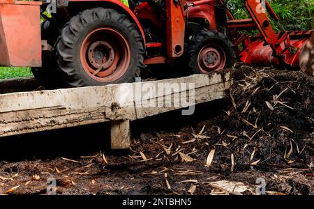 Selektiver Fokus auf orangefarbenen Traktor, der auf Komposthaufen in Bio-Gärten arbeitet. Bio-Gartenarbeit. Zersetzung des Pflanzenhaufes. Recycling organischer Materialien. Stockfoto