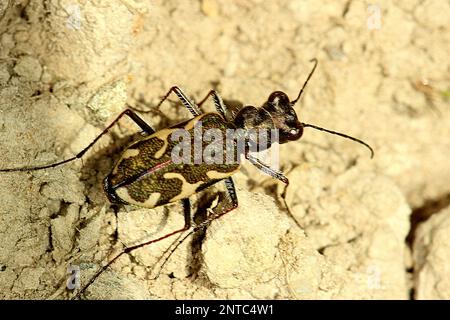 Tigerkäfer (Neocicindela tuberculata) Stockfoto